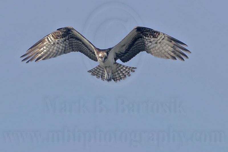 _MG_0919 Osprey.jpg