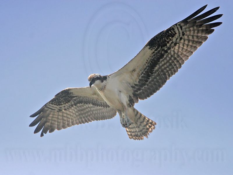 _MG_0966 Osprey.jpg