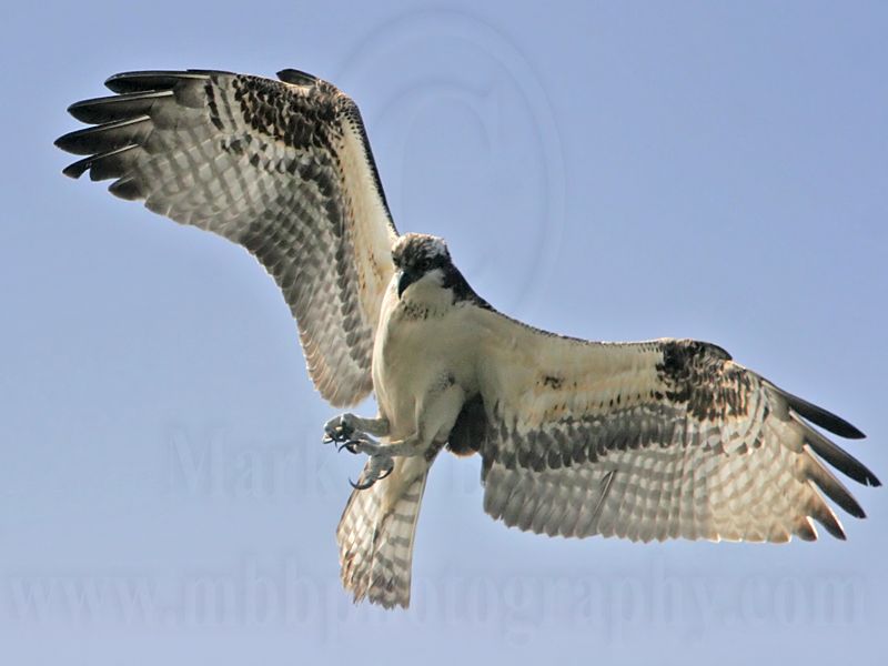 _MG_0969 Osprey.jpg