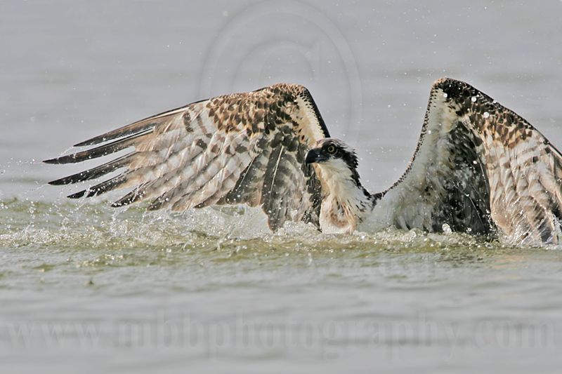 _MG_1010 Osprey.jpg