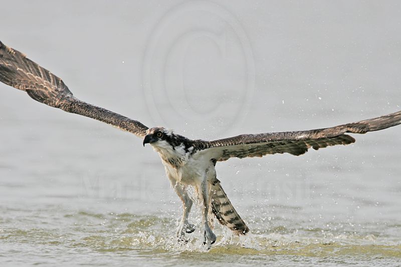 _MG_1013 Osprey.jpg
