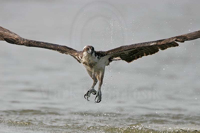 _MG_1015 Osprey.jpg