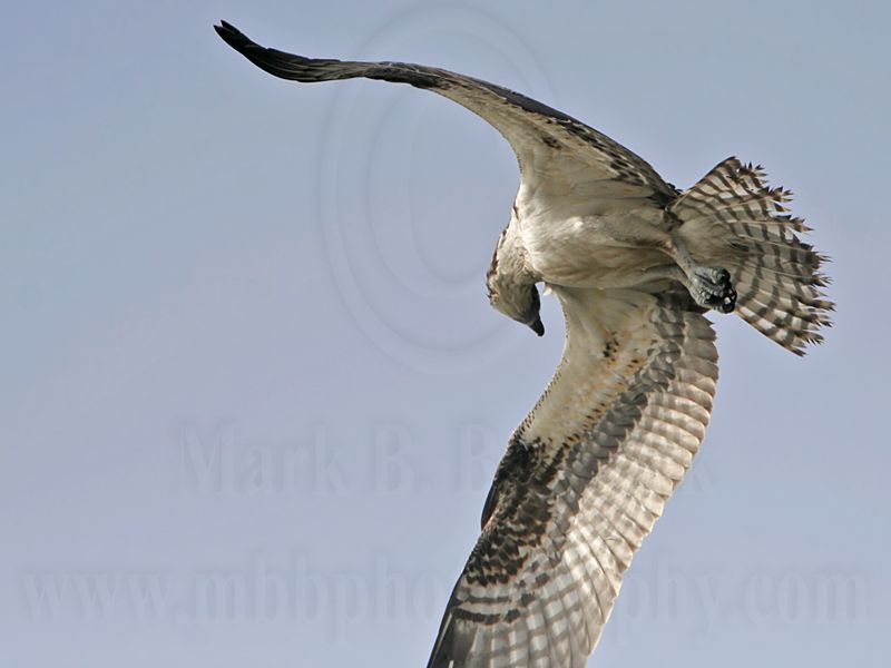 _MG_1027 Osprey.jpg