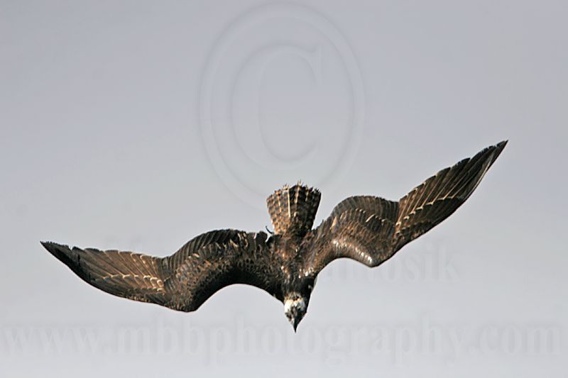_MG_1032 Osprey.jpg