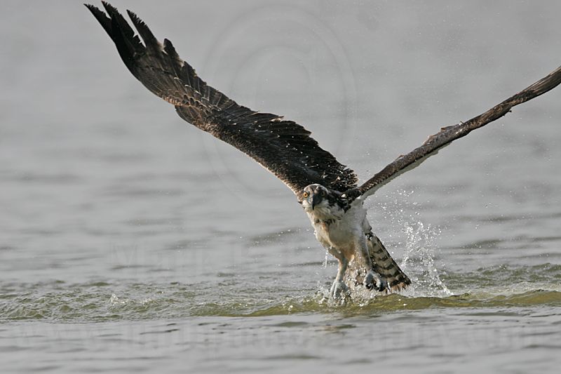 _MG_1038 Osprey.jpg