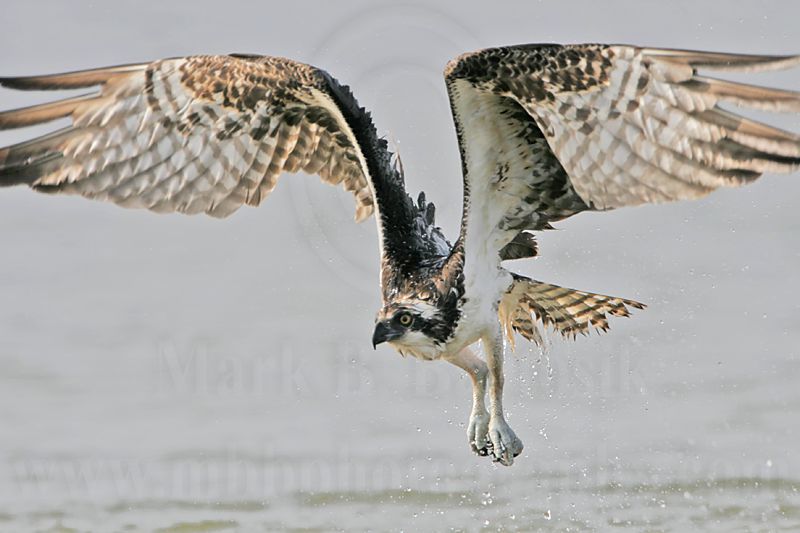 _MG_1054 Osprey.jpg