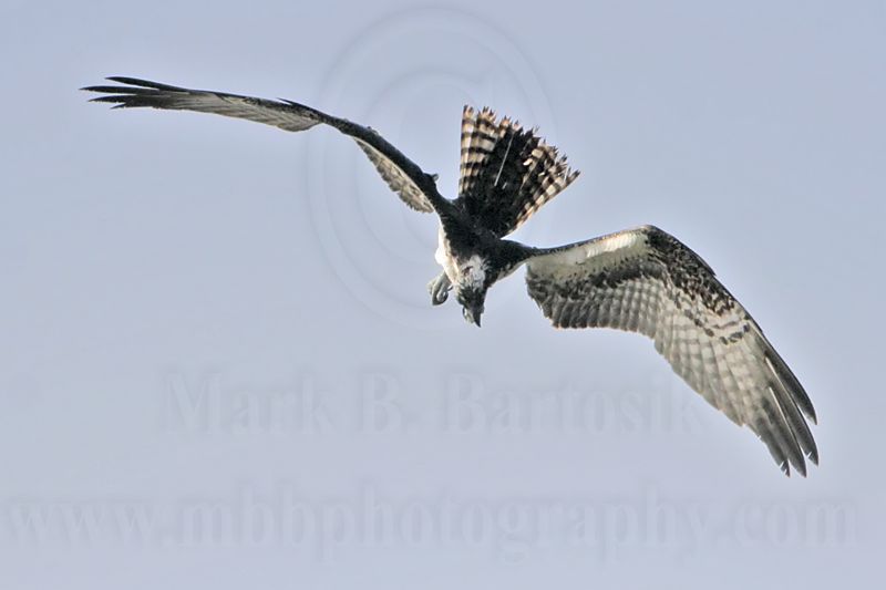 _MG_1074 Osprey.jpg
