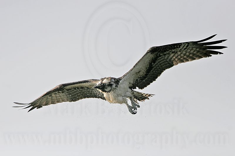 _MG_1094 Osprey.jpg