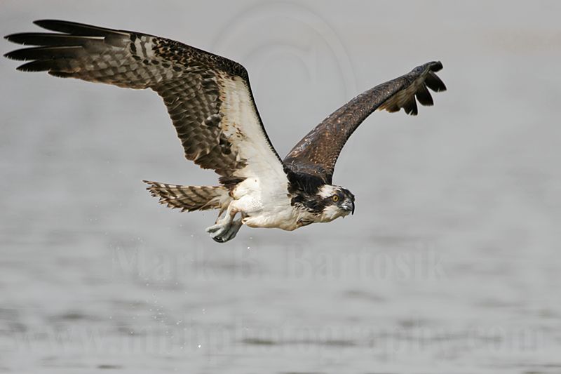 _MG_1121 Osprey.jpg