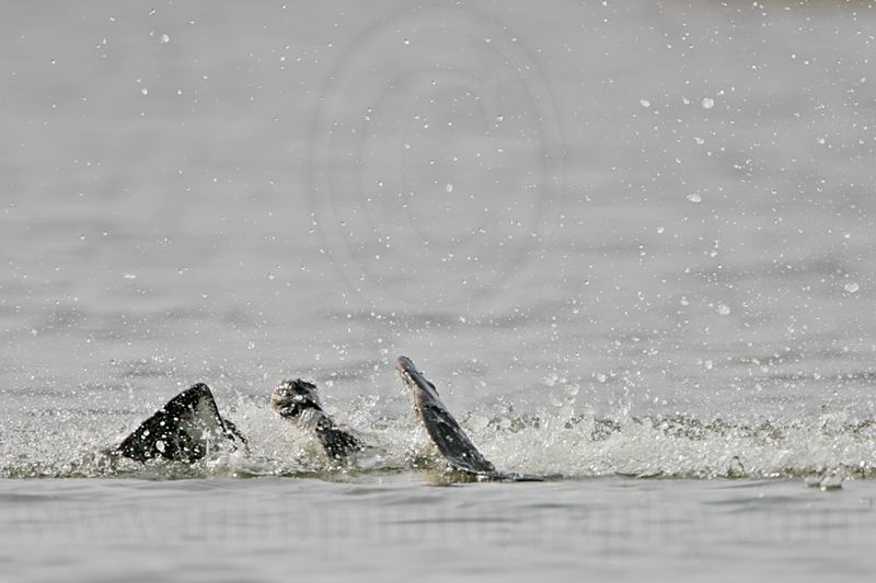 _MG_1128 Osprey.jpg