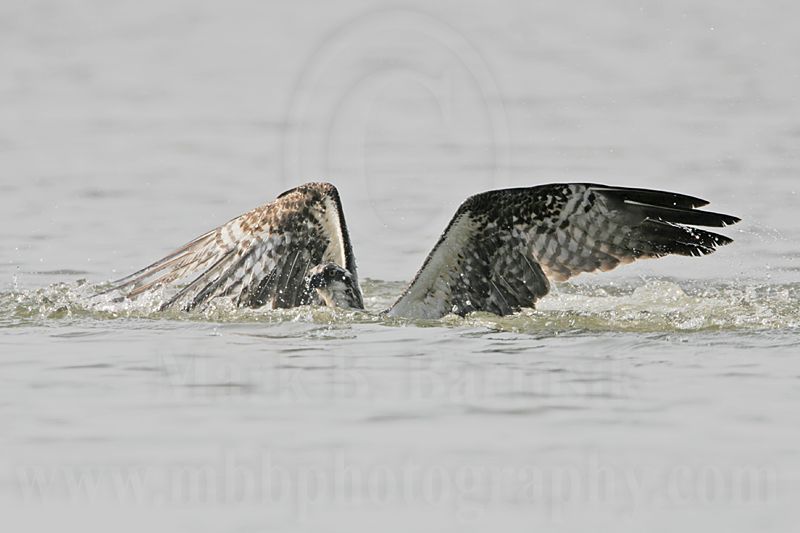 _MG_1130 Osprey.jpg