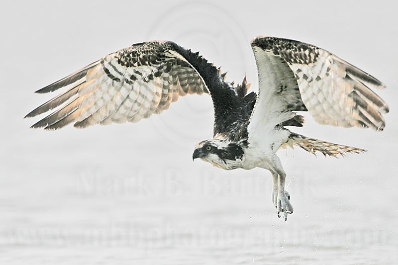 _MG_1139 Osprey.jpg