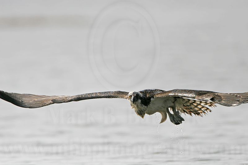 _MG_1143 Osprey.jpg