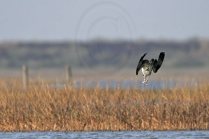 _MG_5457 Osprey.jpg