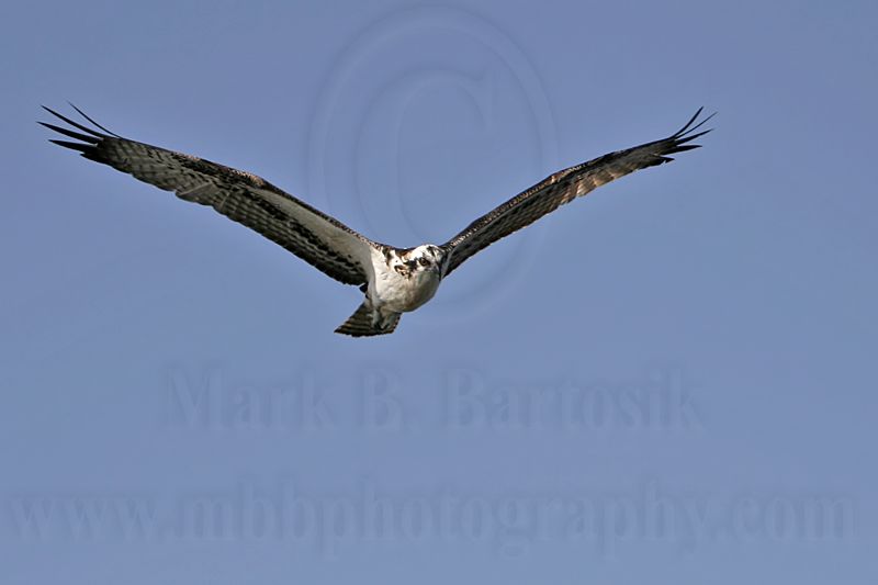 _MG_6010 Osprey.jpg