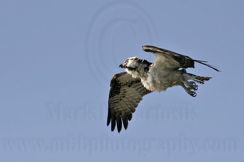 _MG_6173 Osprey.jpg