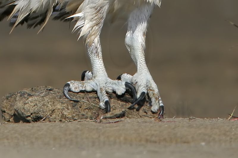 _MG_6346crop Osprey.jpg