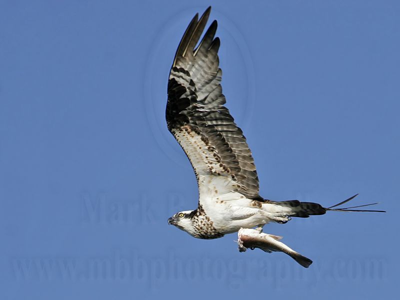 _MG_7027 Osprey.jpg
