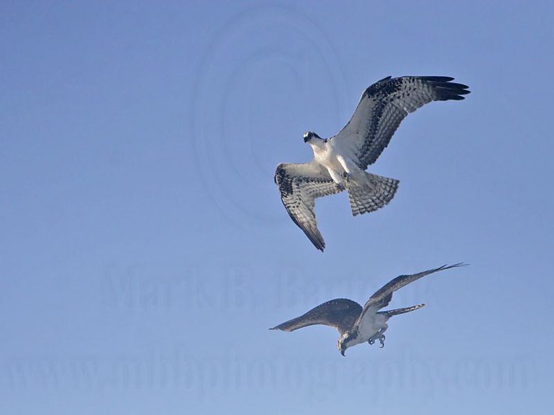 _MG_9044 Osprey.jpg