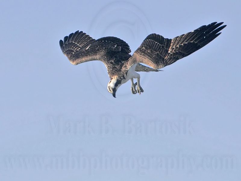 _MG_9196 Osprey.jpg