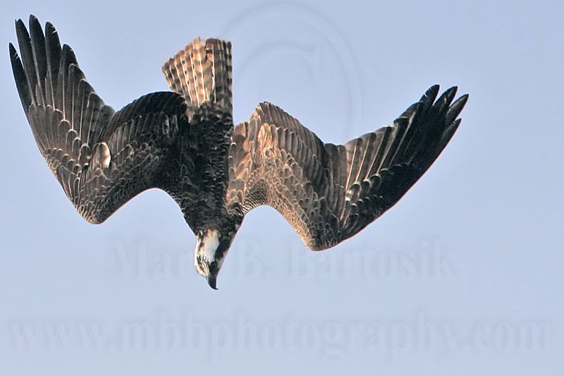 _MG_9197 Osprey.jpg