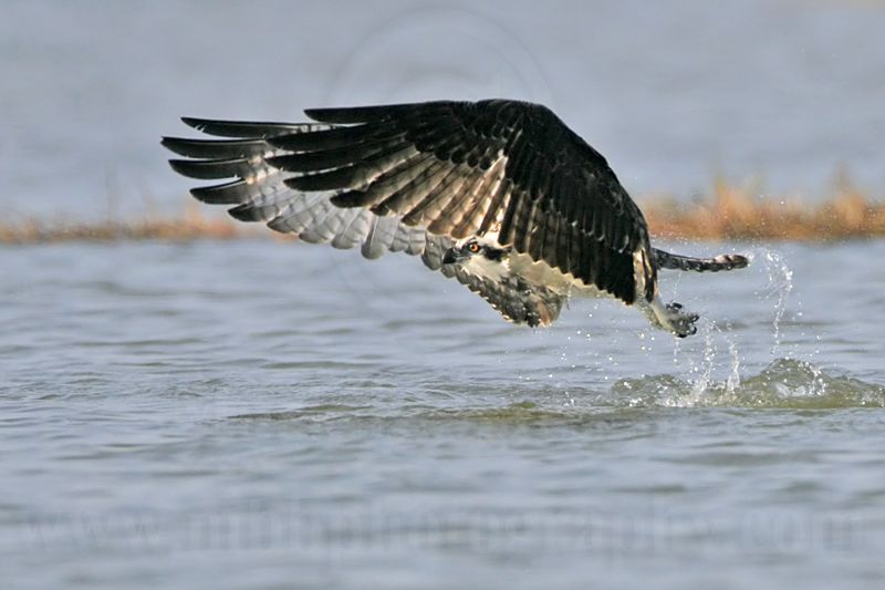_MG_9201 Osprey.jpg