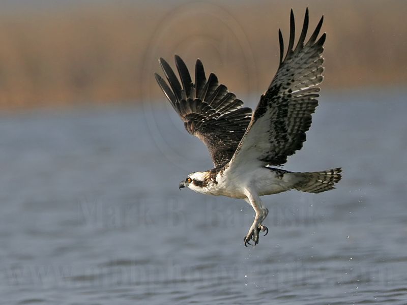 _MG_9204 Osprey.jpg