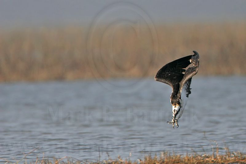 _MG_9250 Osprey.jpg