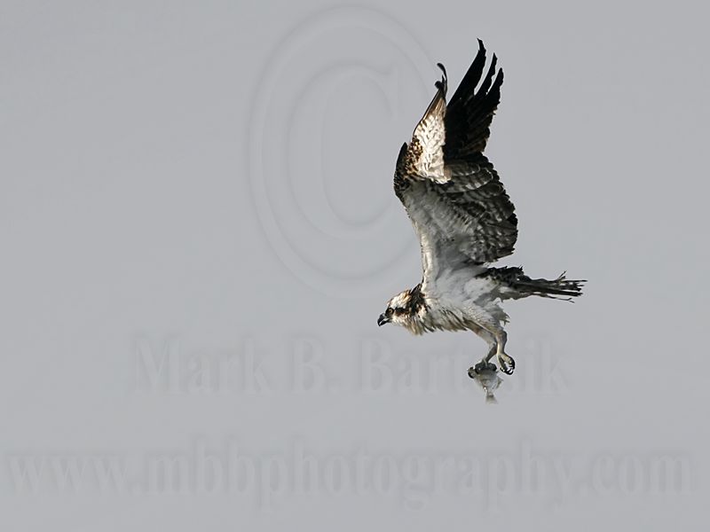 _MG_9271 Osprey.jpg