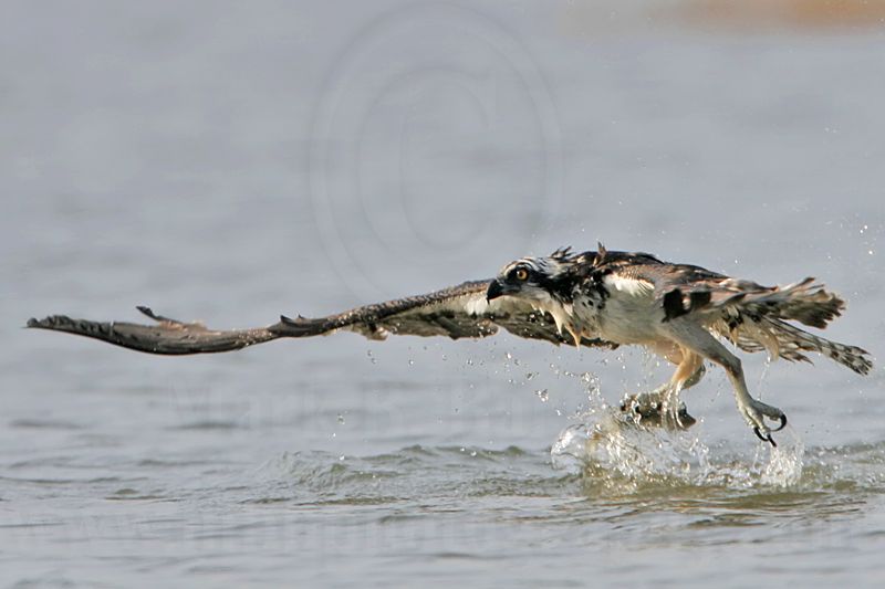 _MG_9400 Osprey.jpg