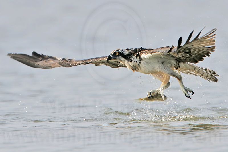 _MG_9401 Osprey.jpg