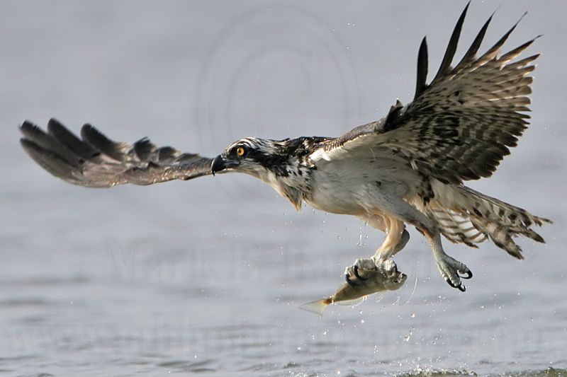 _MG_9403 Osprey.jpg