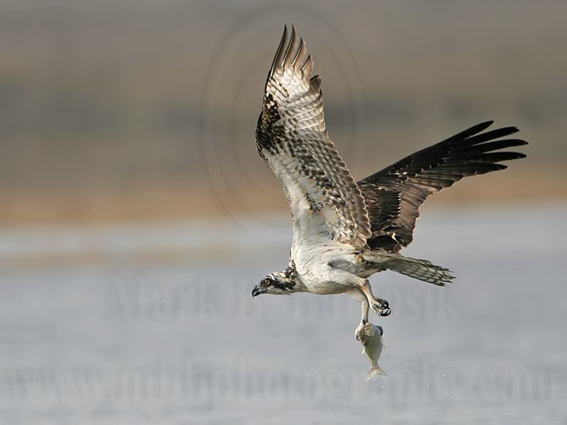 _MG_9412 Osprey.jpg