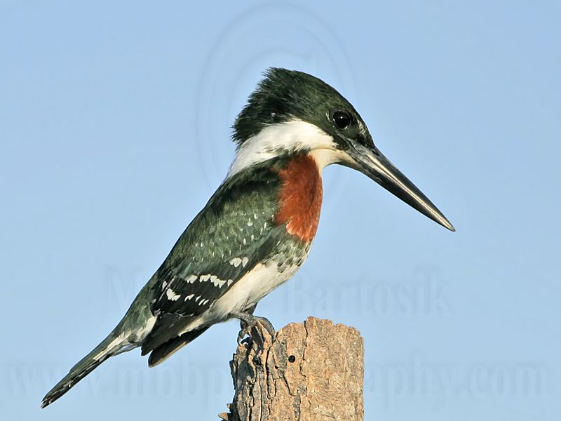 _MG_4572 Green Kingfisher.jpg
