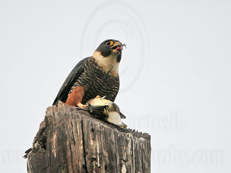 _MG_0714 Bat Falcon.jpg