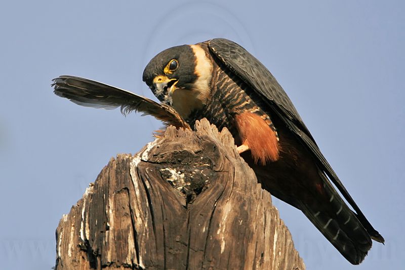 _MG_1809 Bat Falcon.jpg