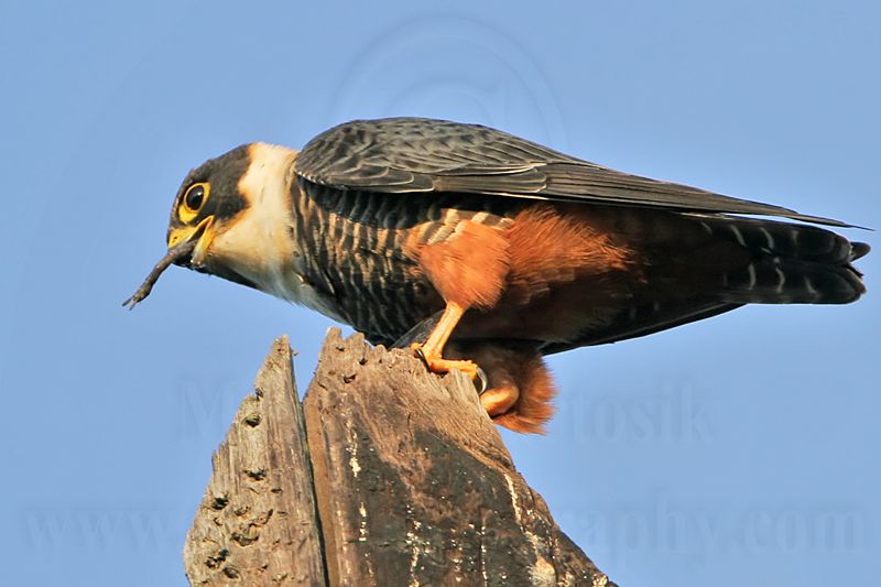_MG_1357 Bat Falcon.jpg