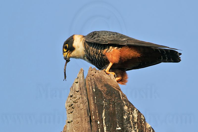 _MG_1358 Bat Falcon.jpg