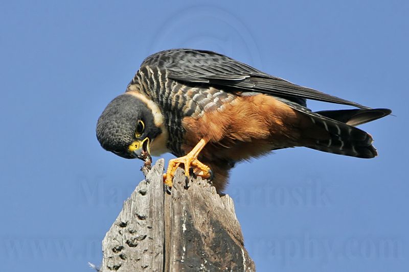 _MG_2499 Bat Falcon.jpg