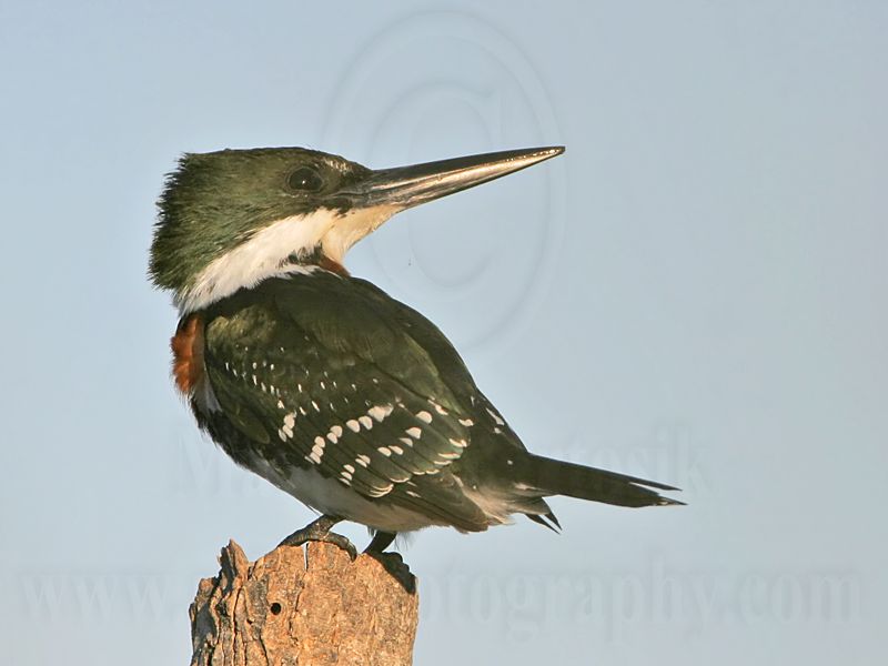 _MG_4903 Green Kingfisher.jpg