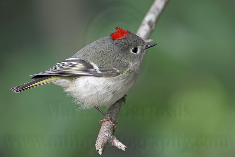 _MG_4571 Ruby-crowned Kinglet.jpg