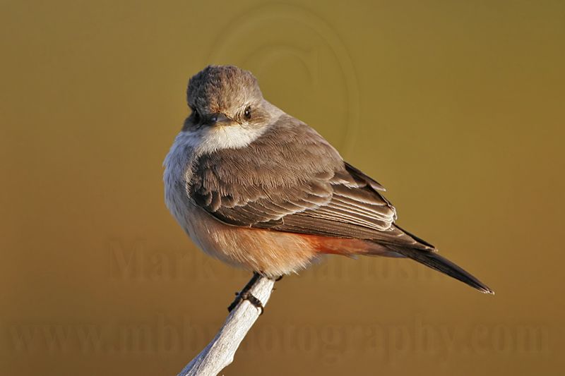 _MG_5516 Vermilion Flycatcher.jpg