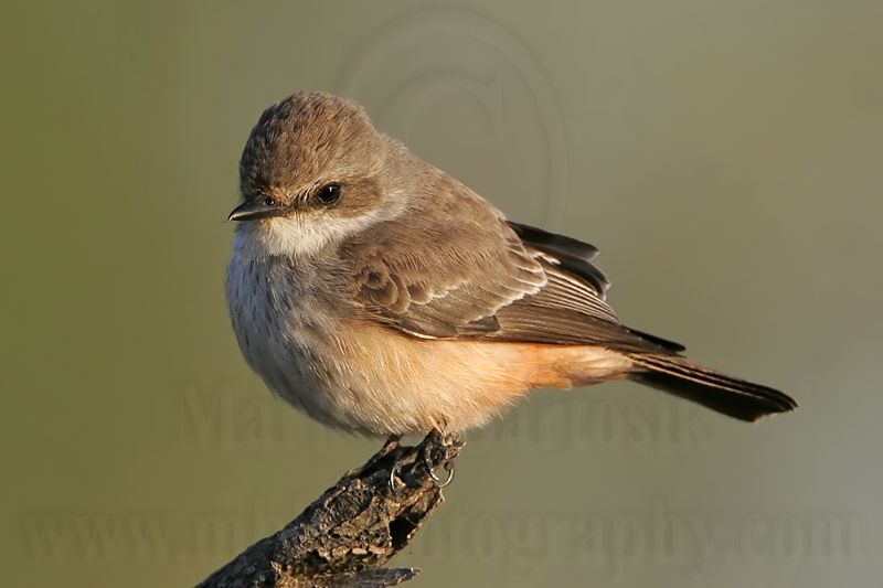 _MG_5535 Vermilion Flycatcher.jpg