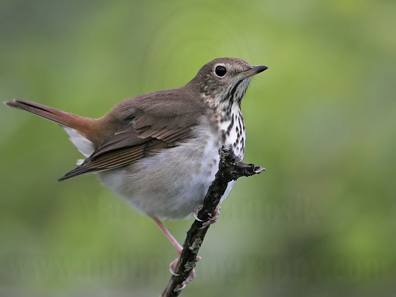 _MG_3902 Hermit Thrush.jpg