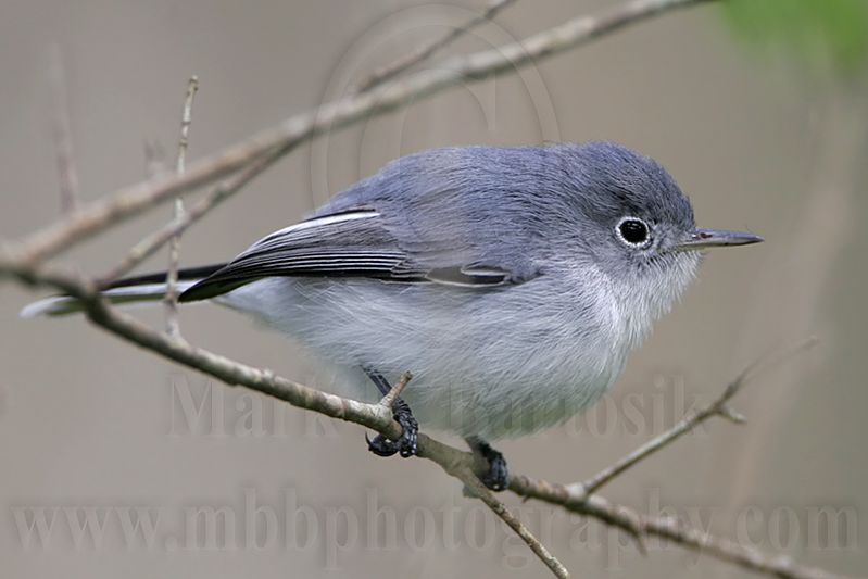 _MG_2337 Blue-gray Gnatcatcher.jpg