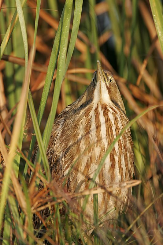 _MG_8502 American Bittern.jpg