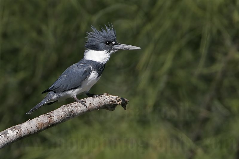 _MG_5095 Belted Kingfisher.jpg