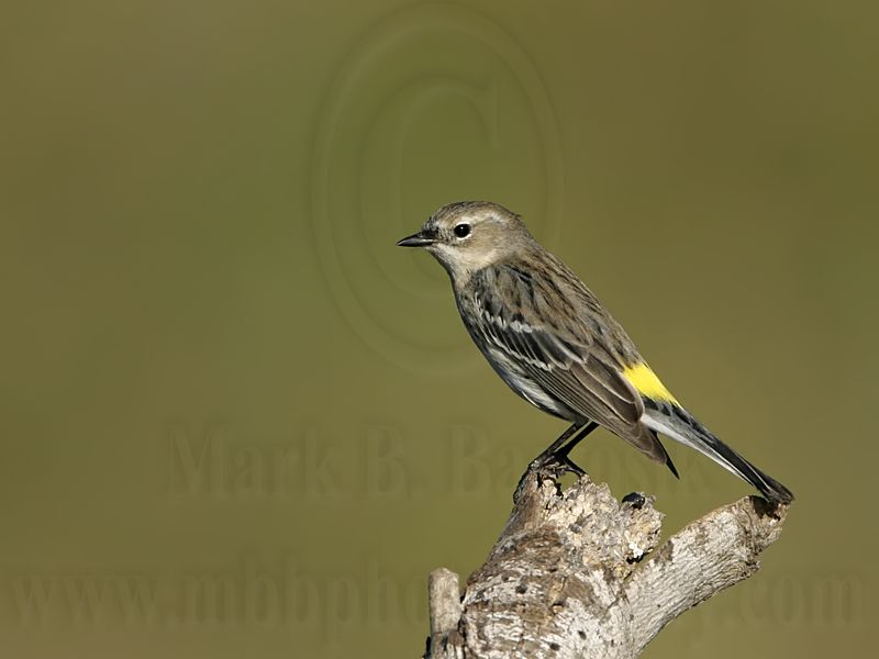 _MG_4136 Yellow-rumped Warbler.jpg