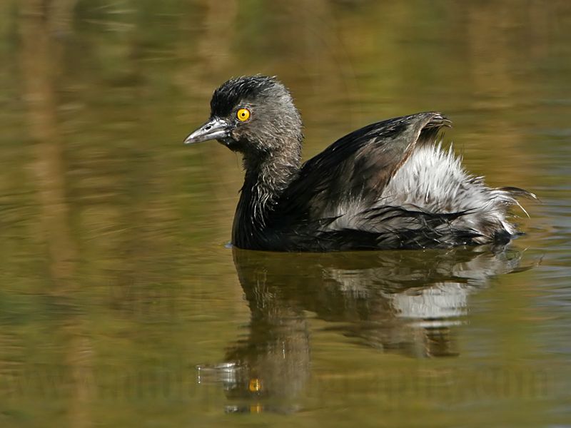 _MG_5979 Least Grebe.jpg