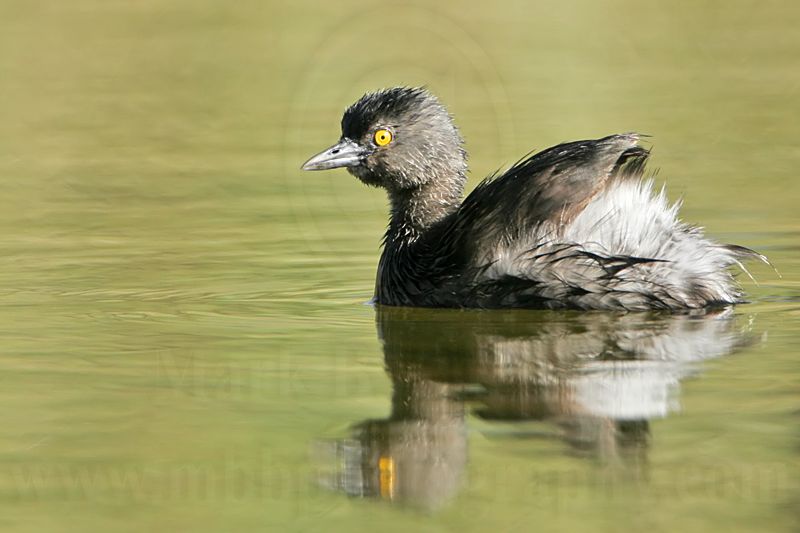_MG_5988 Least Grebe.jpg